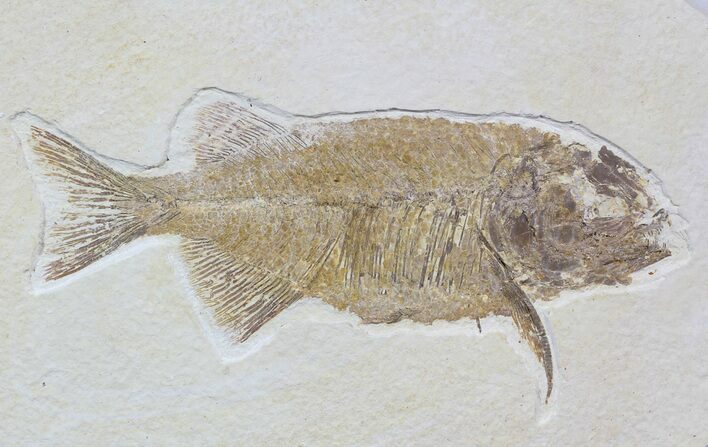 Phareodus Fossil Fish - Beautiful Specimen #62846